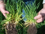 Wheat treated with Impact F (left) vs. untreated (right)