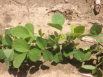 Sulfur deficiency in soybeans